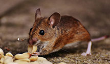 24 Hour & Emergency Exterminators in Levy, NM